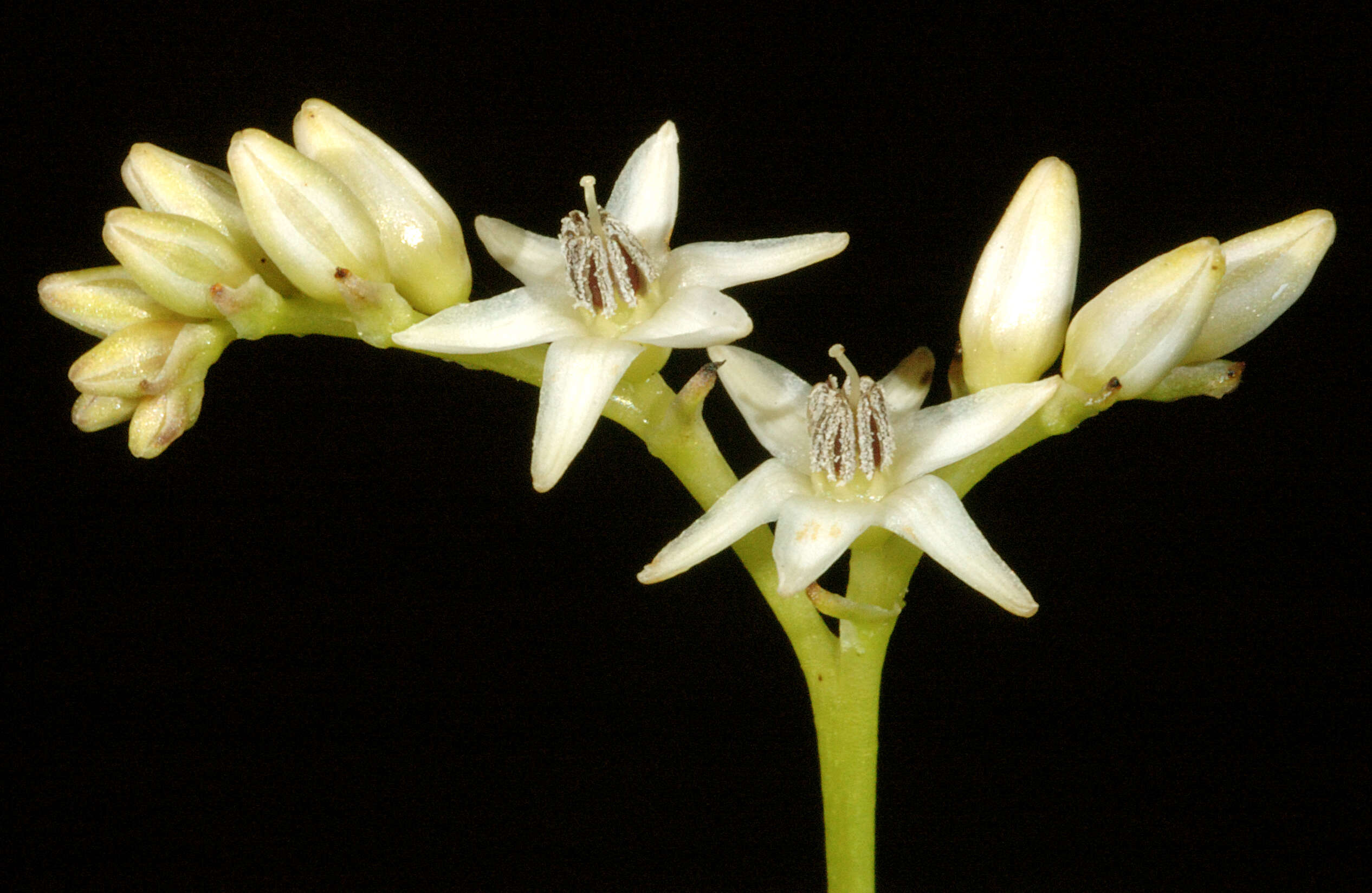 Image of Phlebocarya ciliata R. Br.