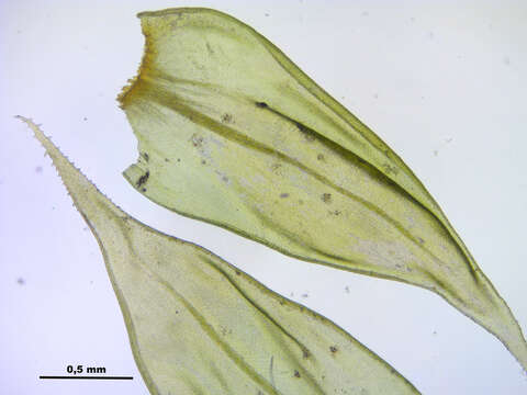 Image of antitrichia moss