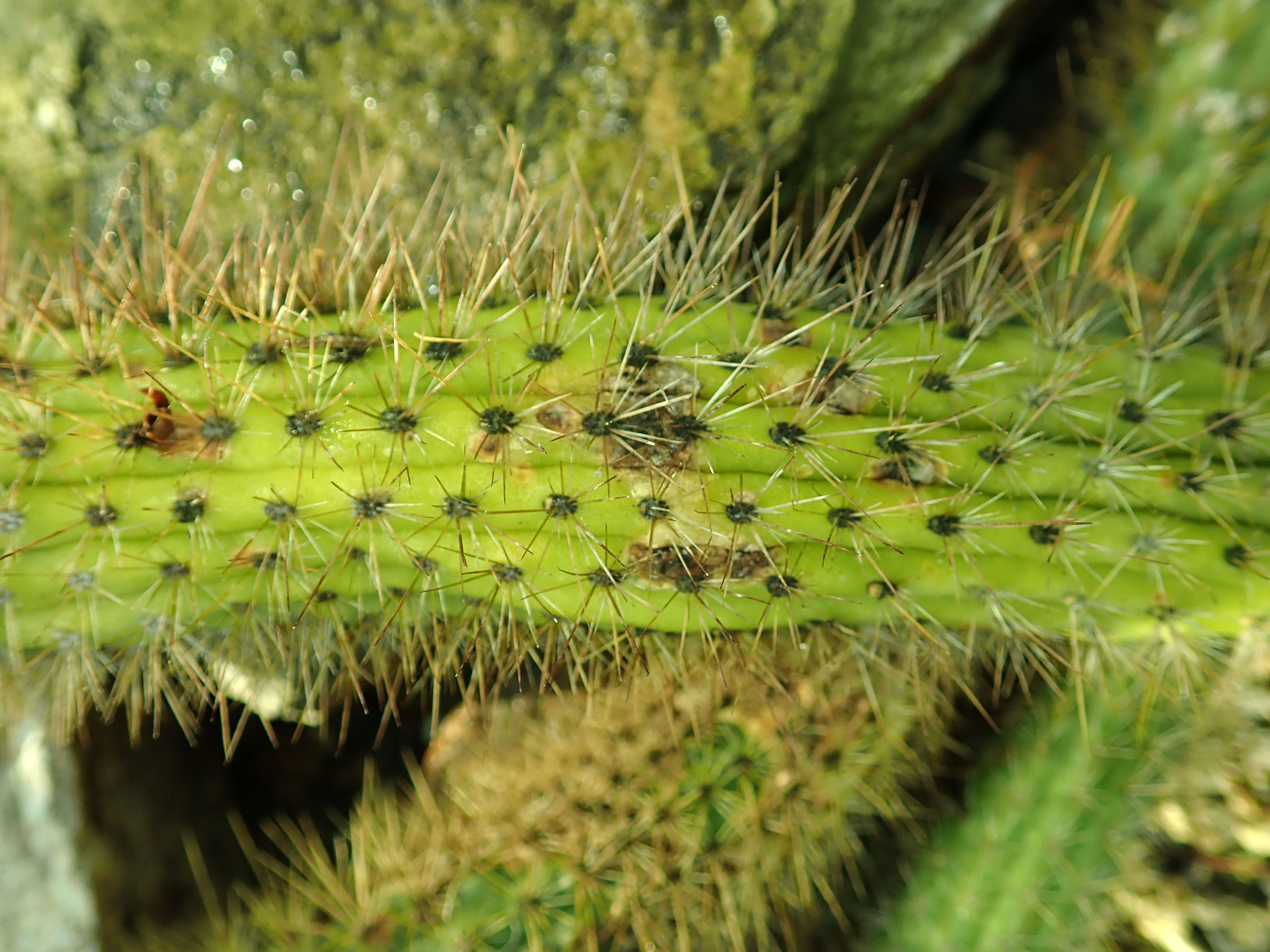 Image of Cleistocactus samaipatanus (Cárdenas) D. R. Hunt
