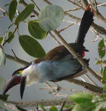 Image of Black-billed Mountain Toucan