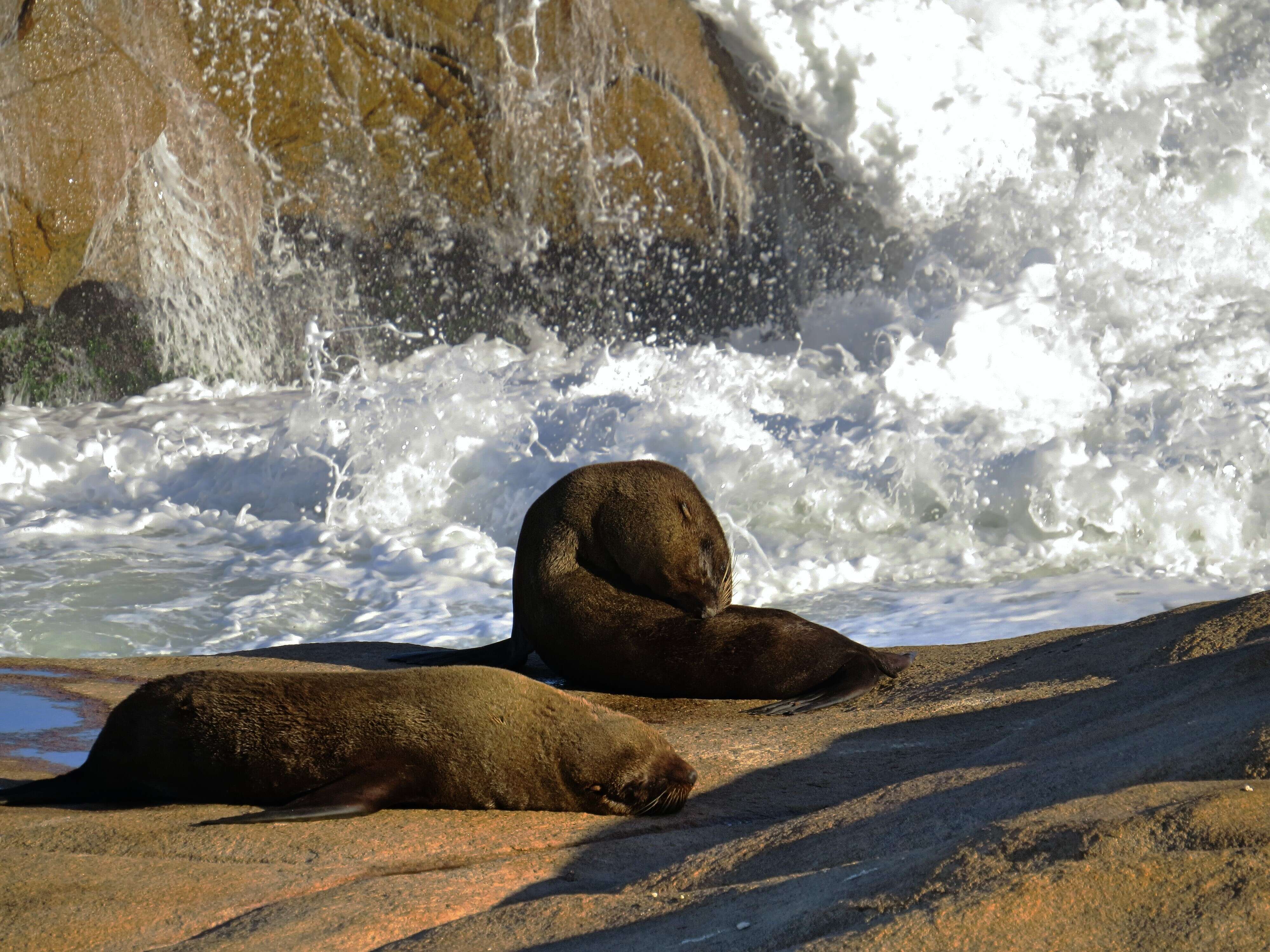 Image of South American Fur Seal