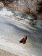 Image of Red Admiral