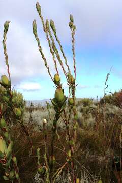 Imagem de Leucadendron discolor Buek ex Meissn.