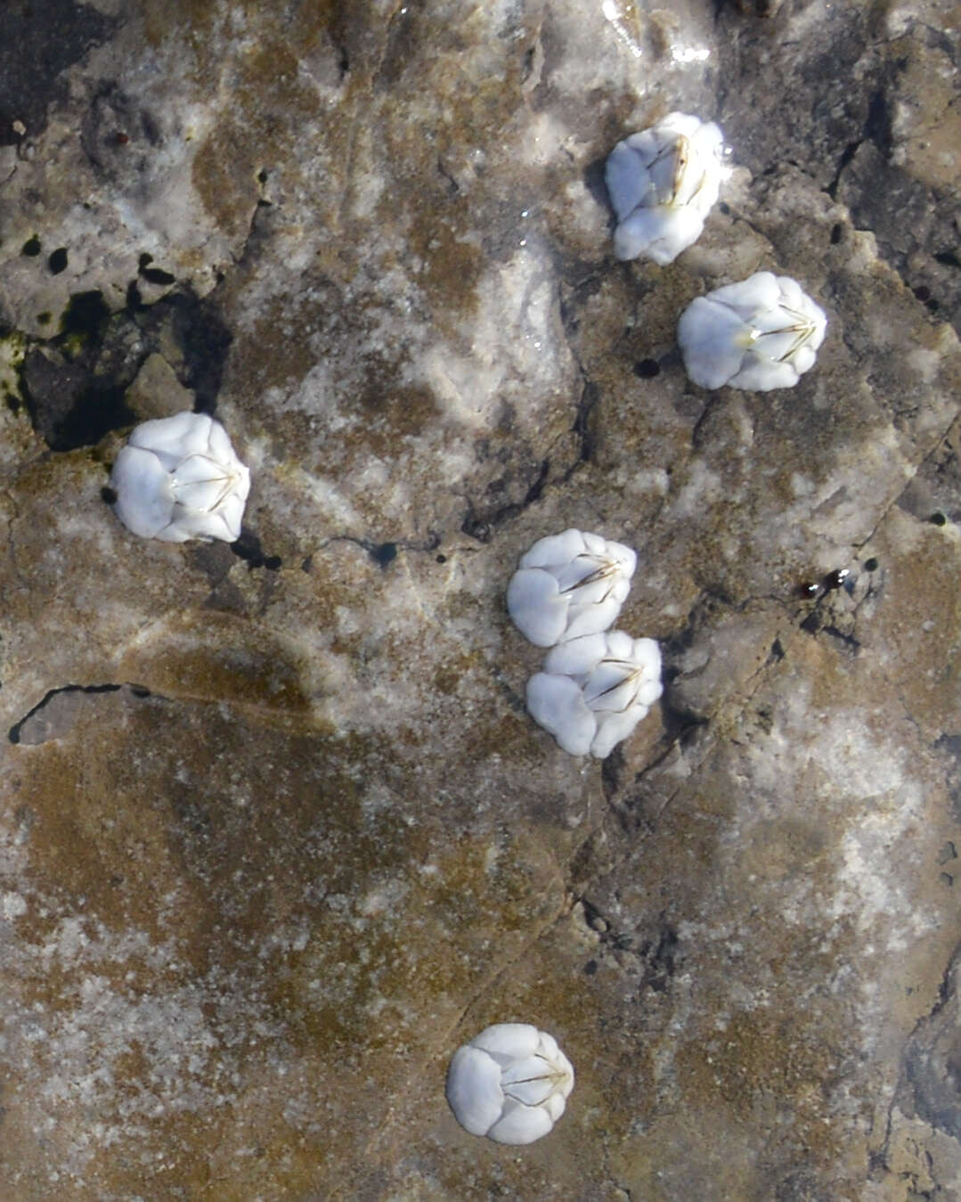 Image of Acorn barnacle