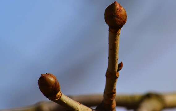 Image of red horse-chestnut