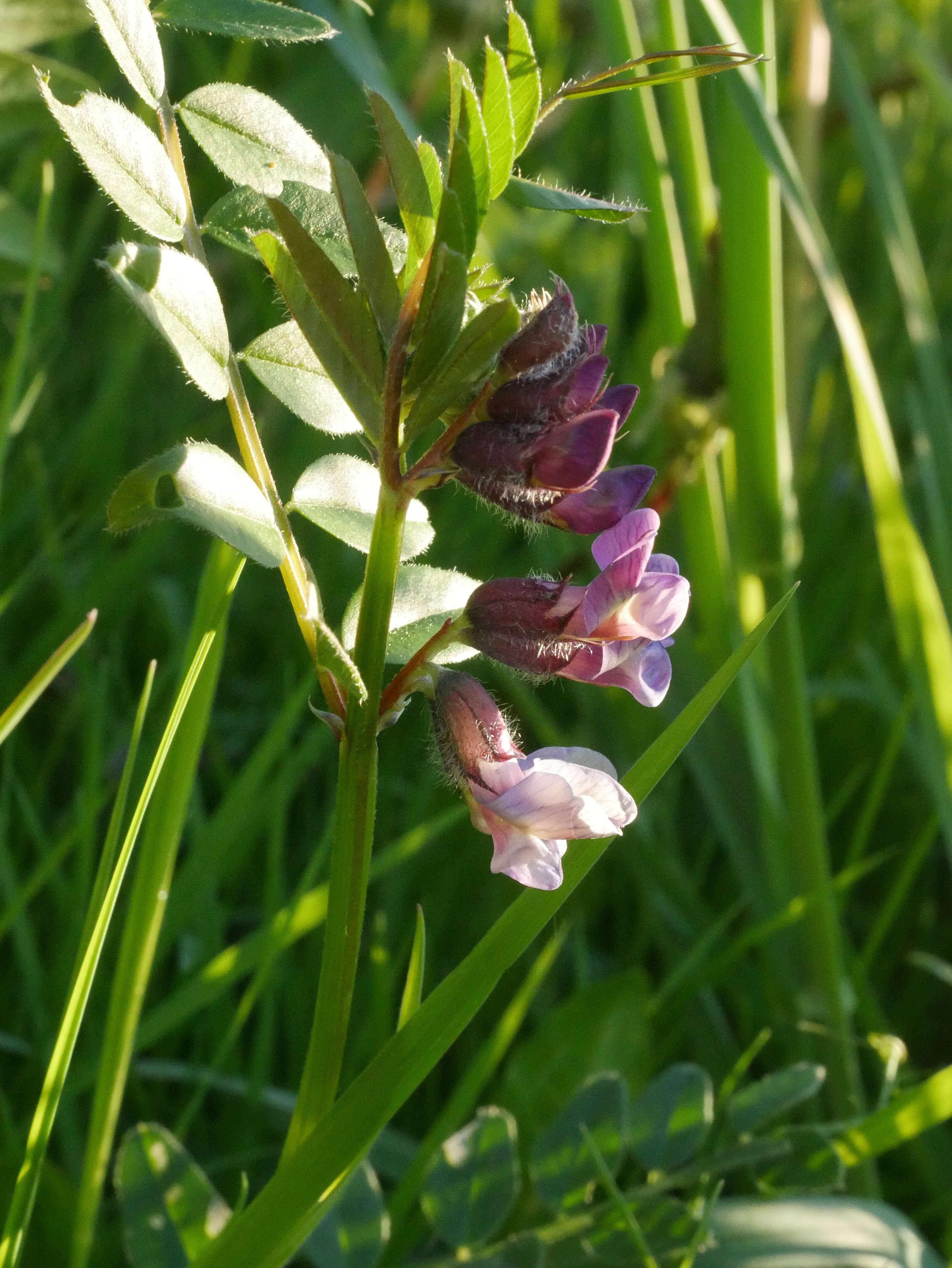 Image of bush vetch