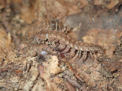 Image of Flat-backed millipede