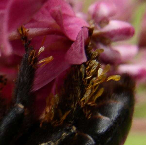 Image of Eastern Carpenter Bee