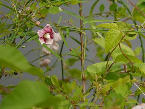 Image of Rosy Milkweed Vine