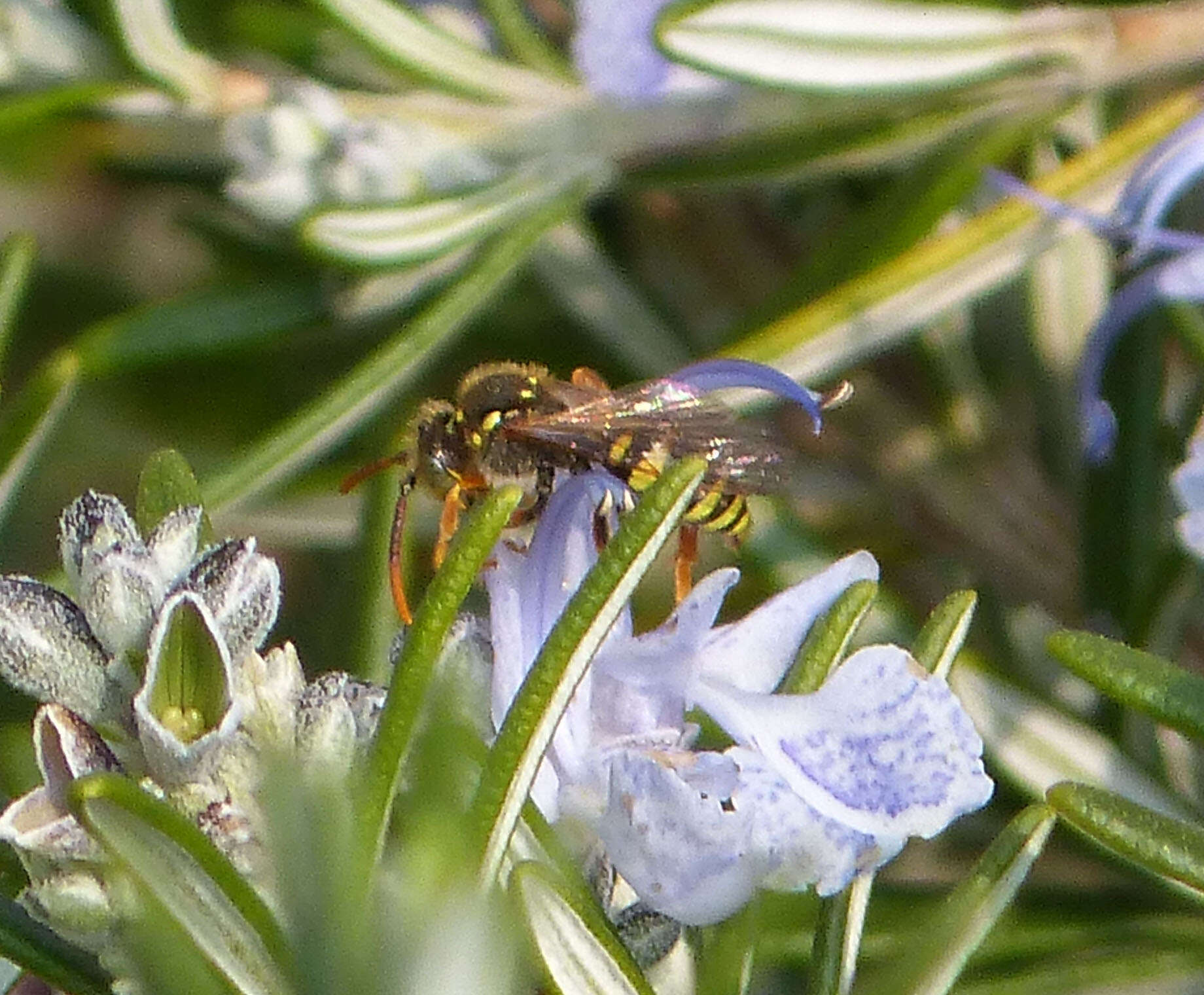 Image of Nomada goodeniana (Kirby 1802)