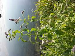 Image of Horse Mint