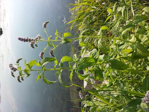 Imagem de Mentha longifolia (L.) Huds.