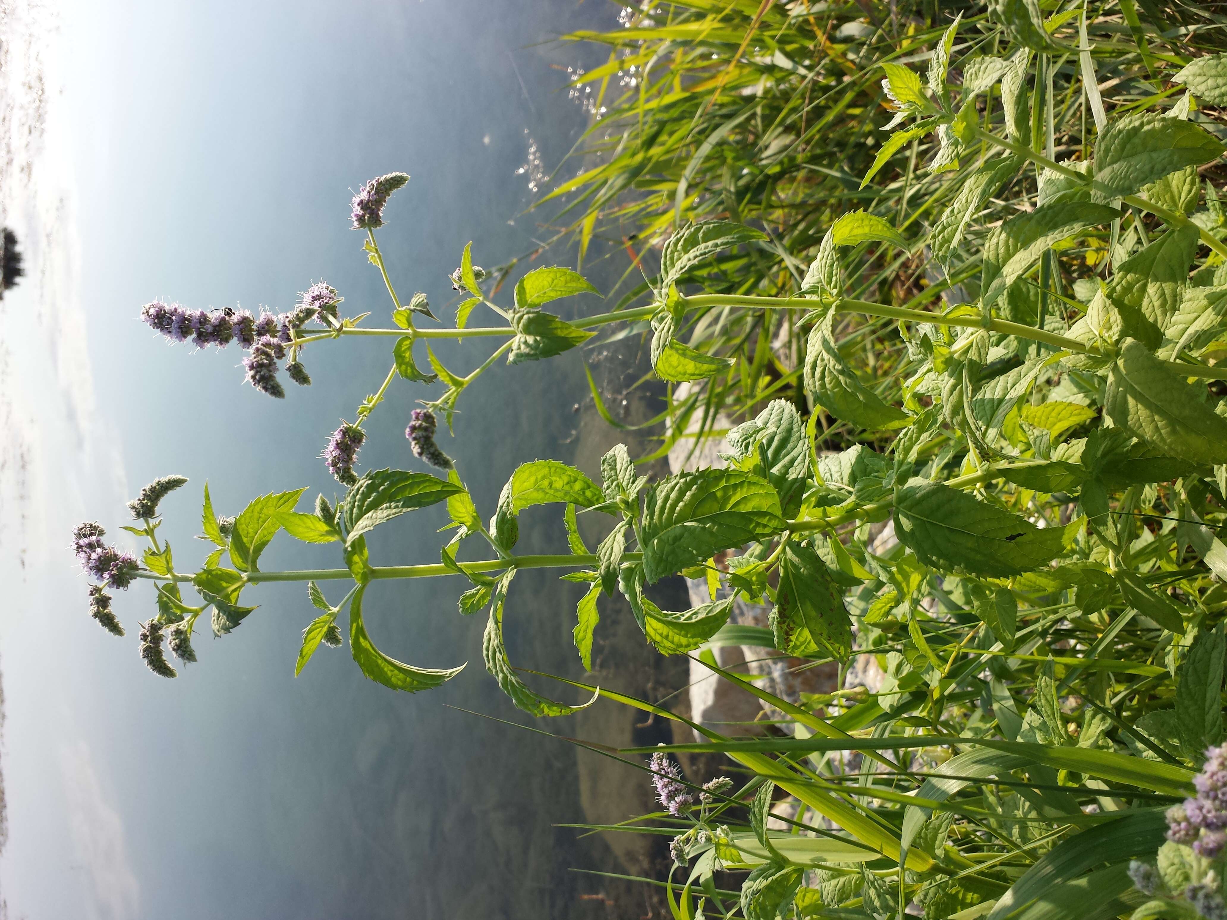 Image of Horse Mint