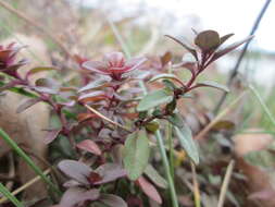 Image of breckland thyme