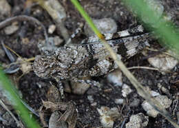 Image of blue-winged grasshopper