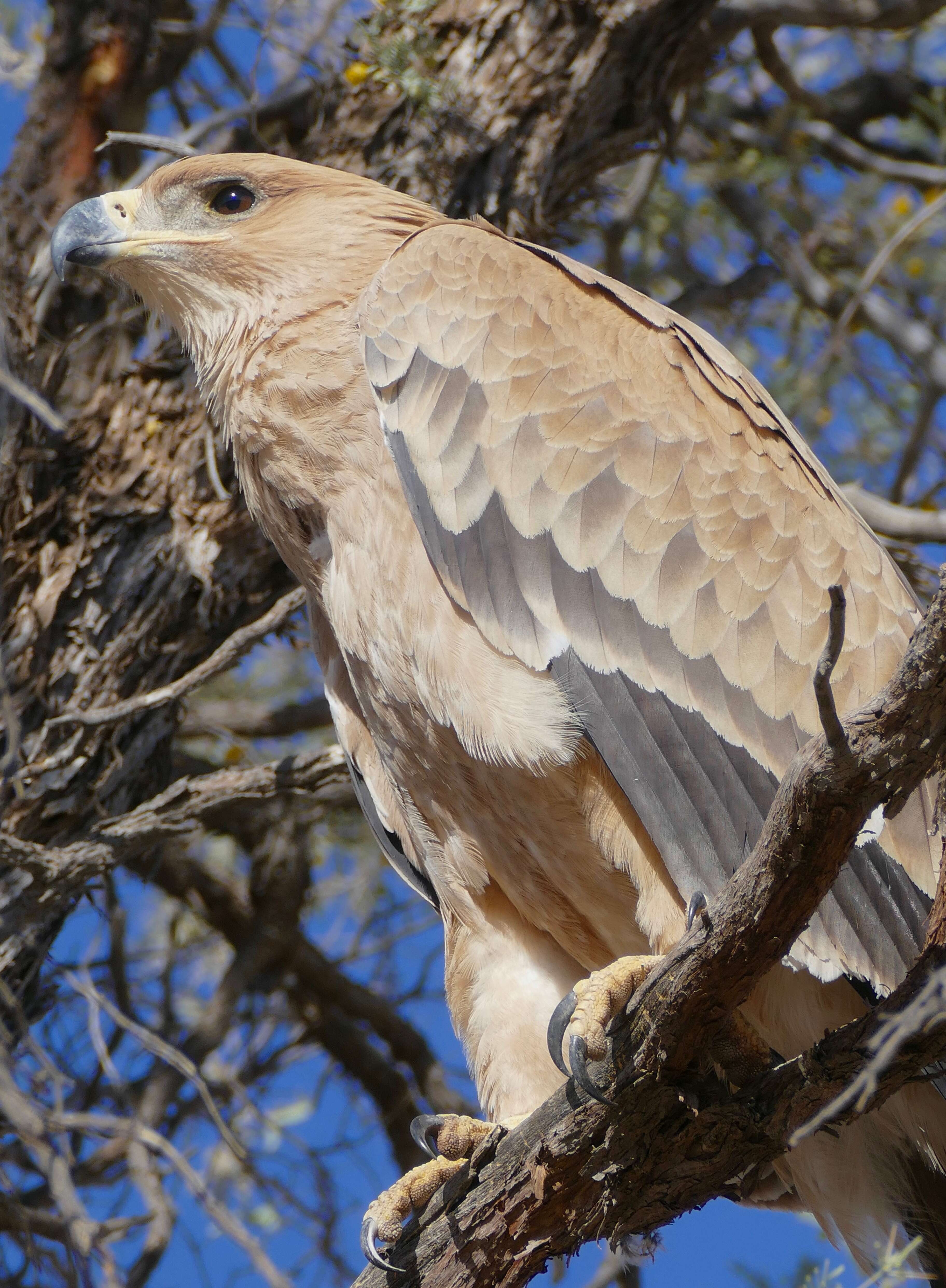 Image of Tawny Eagle