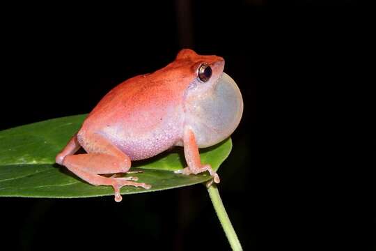 Image de Pseudophilautus kani (Biju & Bossuyt 2009)