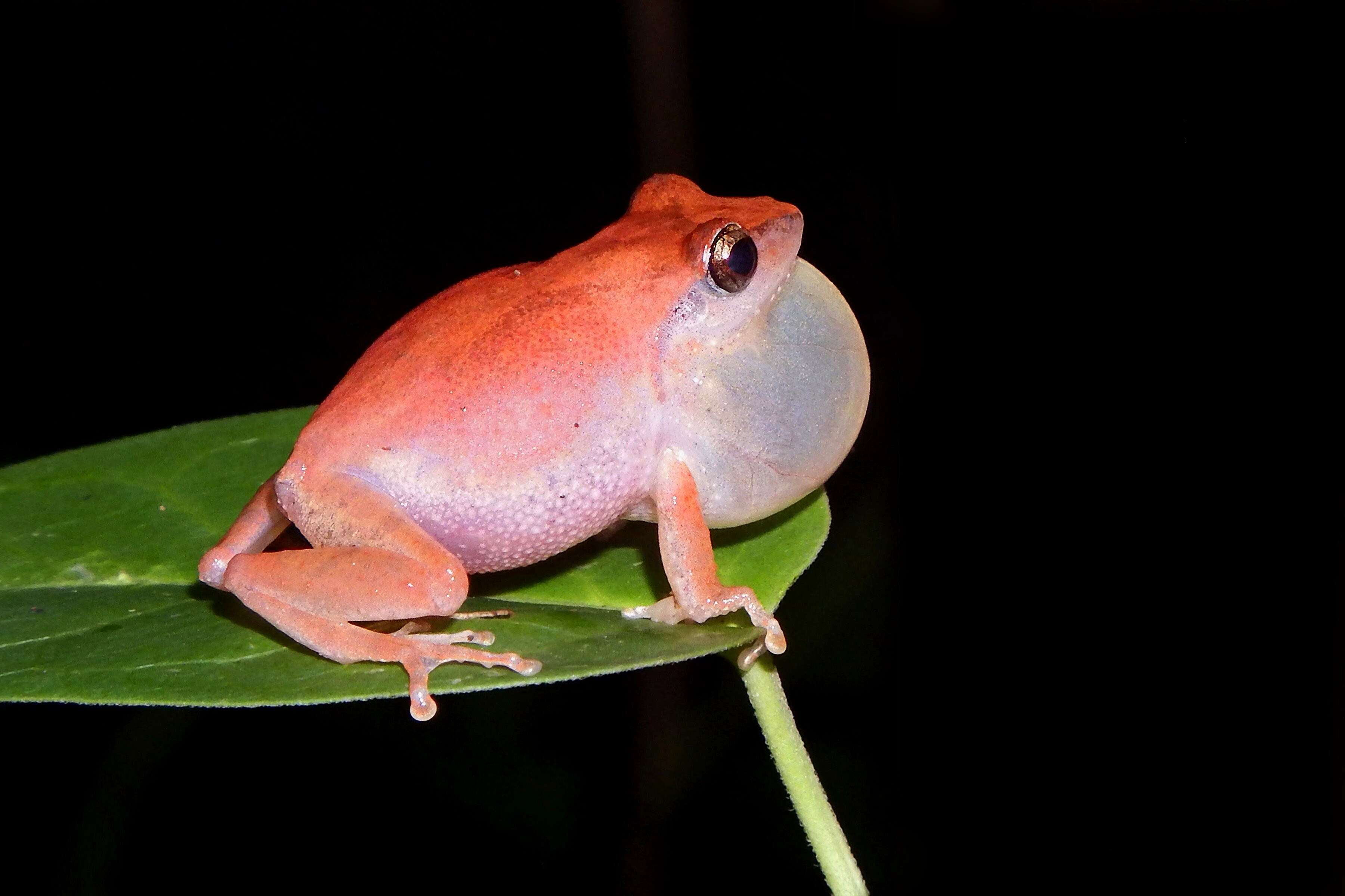 صورة Pseudophilautus kani (Biju & Bossuyt 2009)