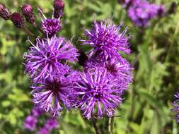 Image of New York ironweed