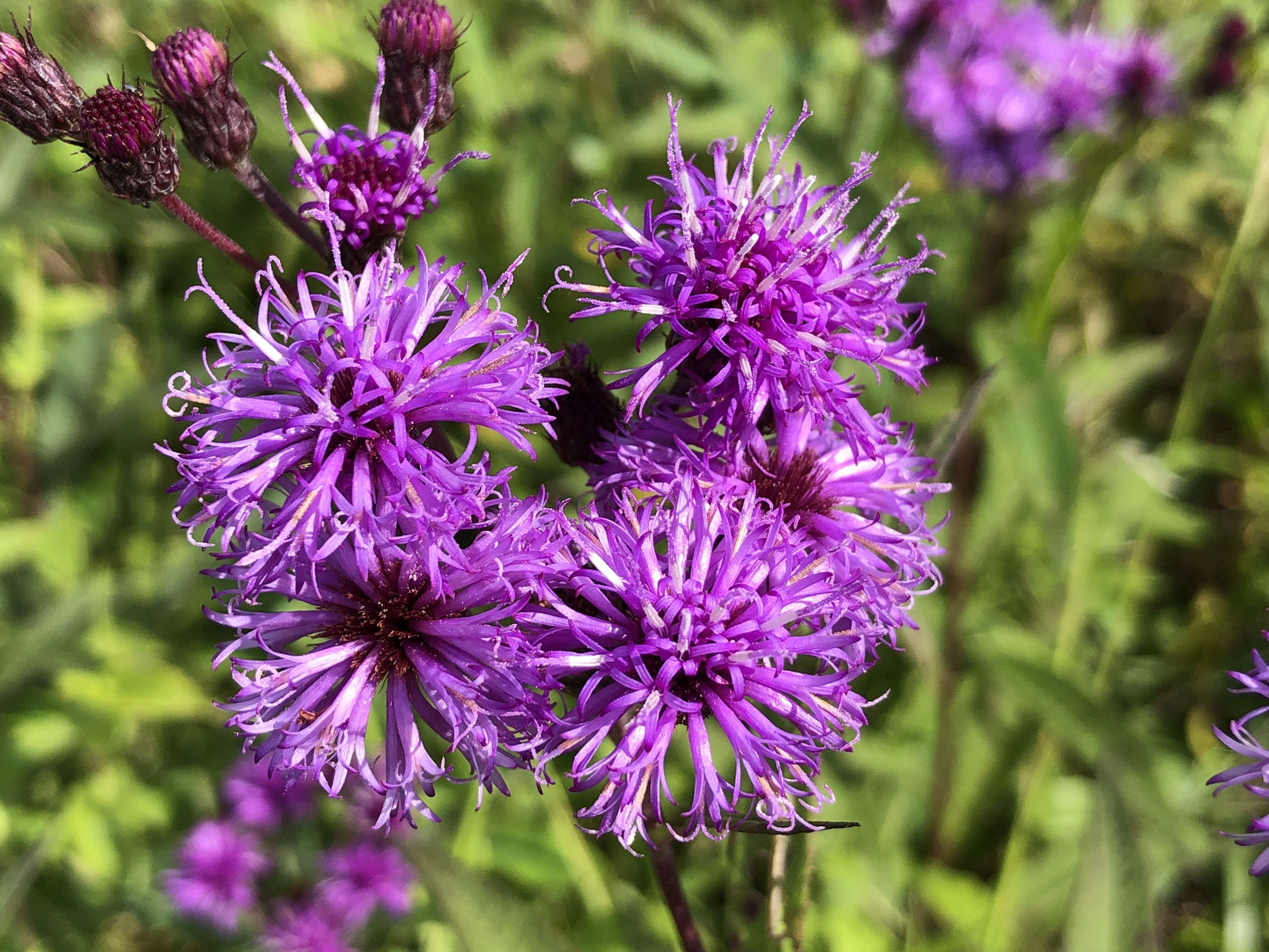 Imagem de Vernonia noveboracensis (L.) Willd.