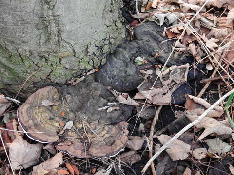 Image of Ganoderma applanatum