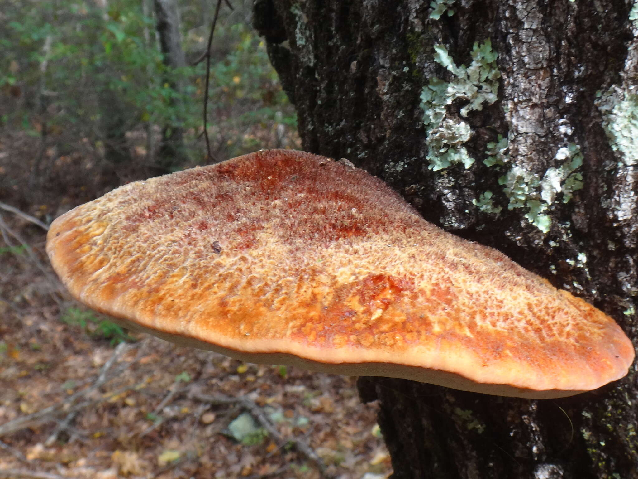 Image de Polypore hérissé