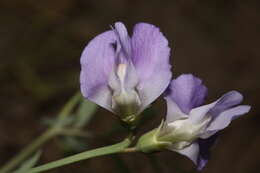 Image of fewflower pea