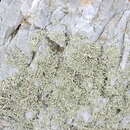 Image of Ramalina siliquosa