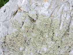 Image of Ramalina siliquosa