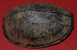 Image of Common Musk Turtle