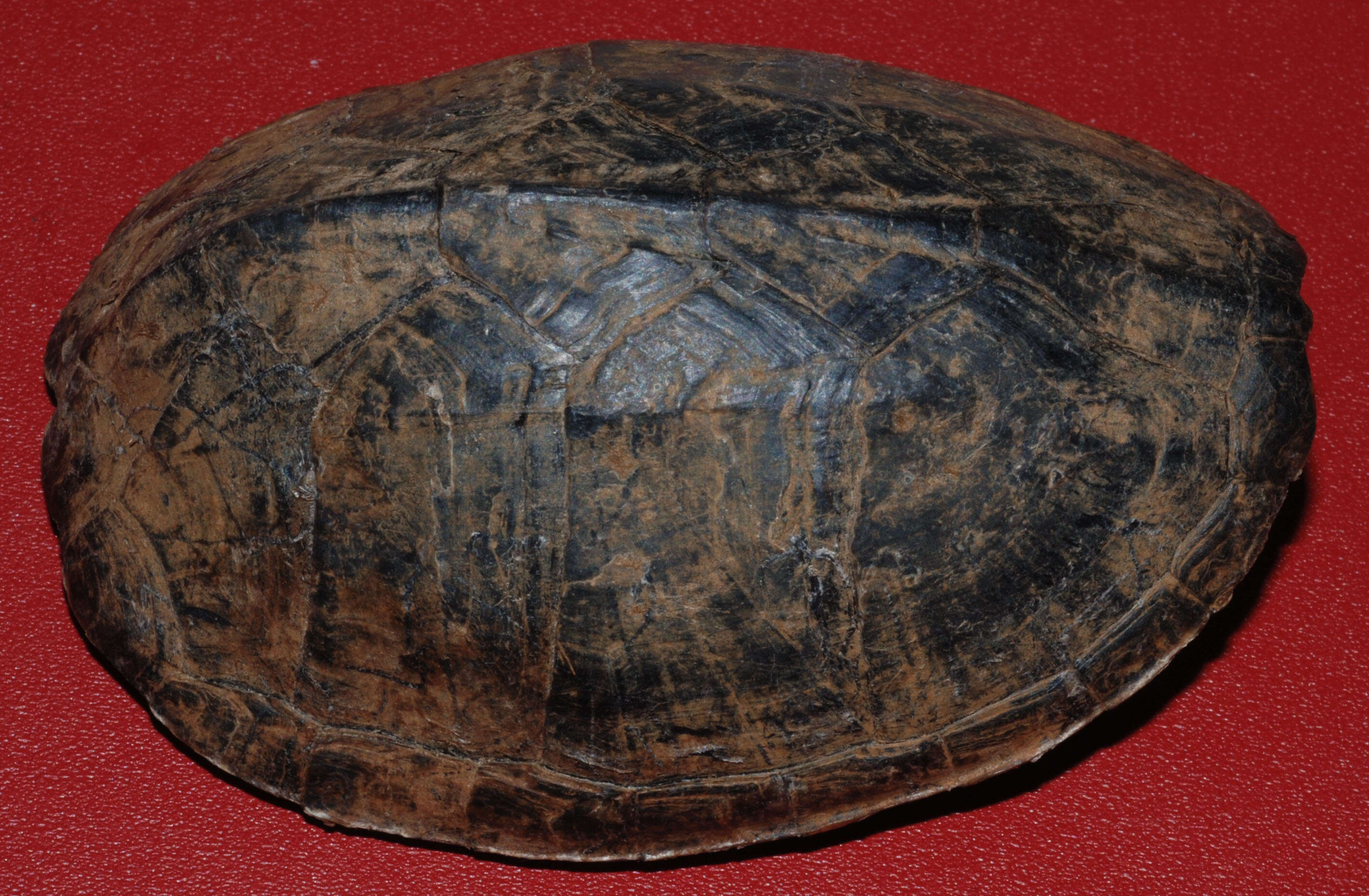 Image of Common Musk Turtle