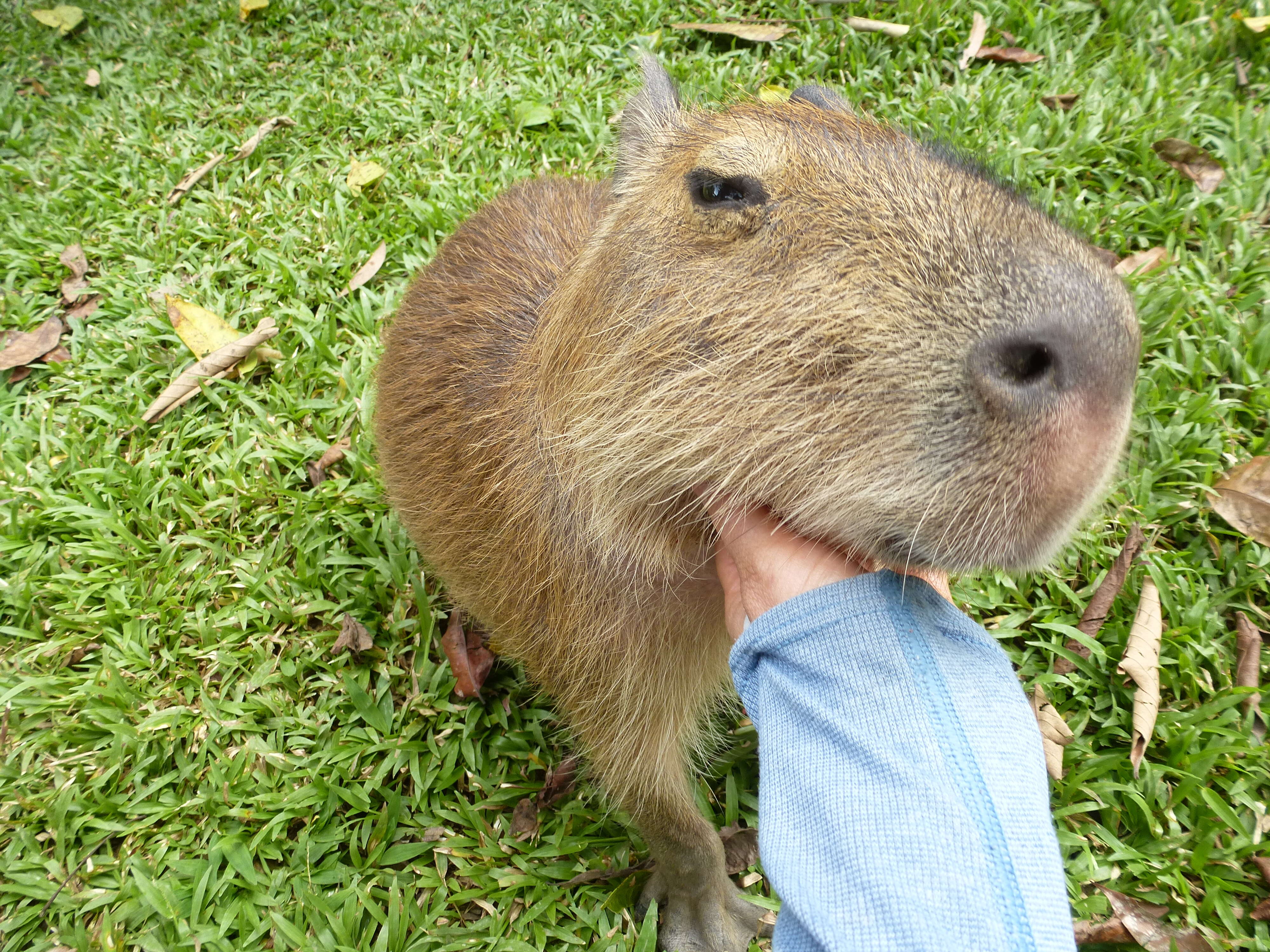 Image of Capybaras