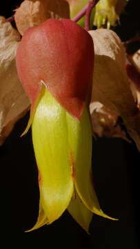 Image of Kalanchoe poincarei