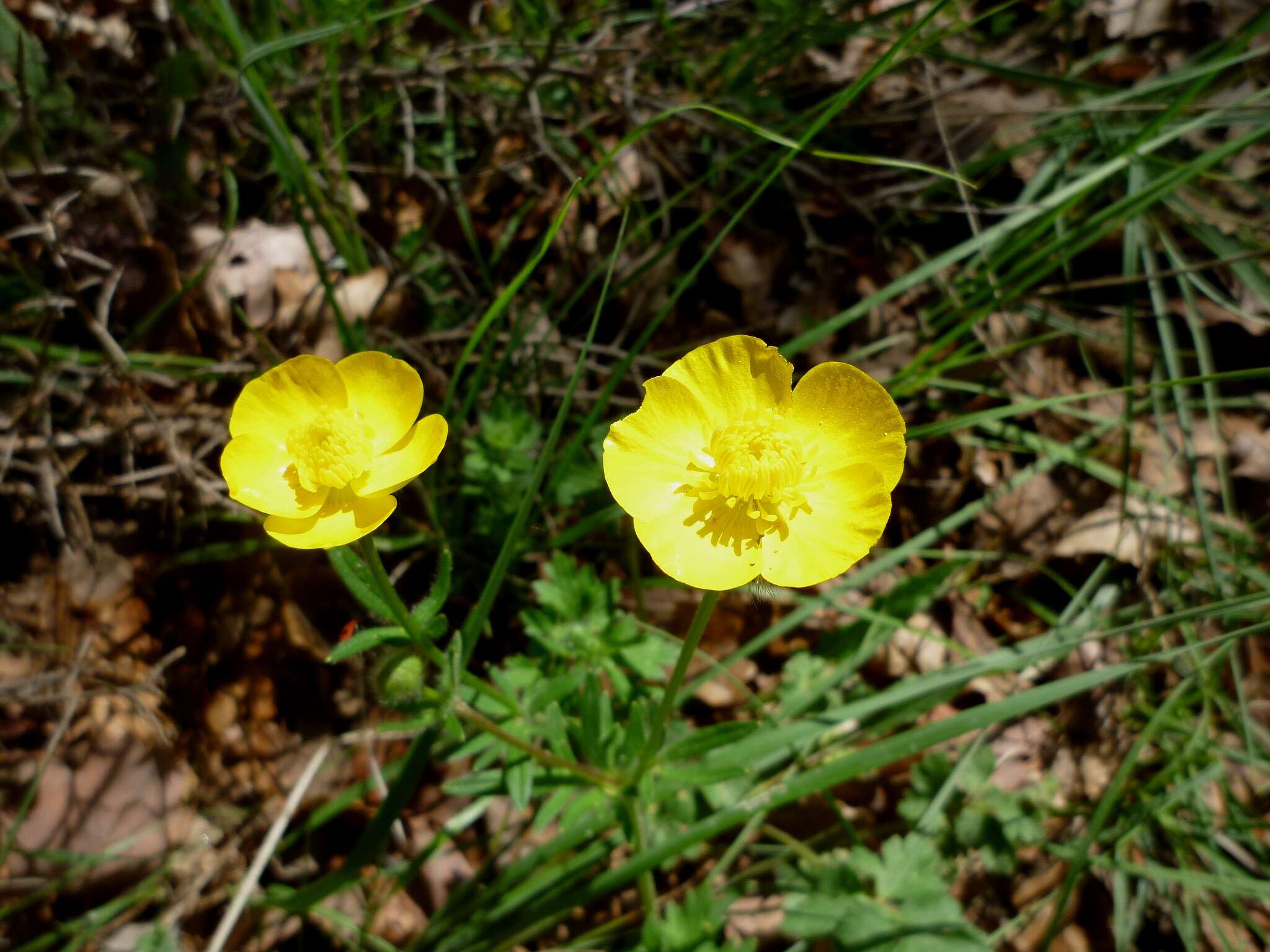 Image of Ranunculus gramineus L.