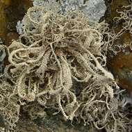 Image of dendrographa lichen