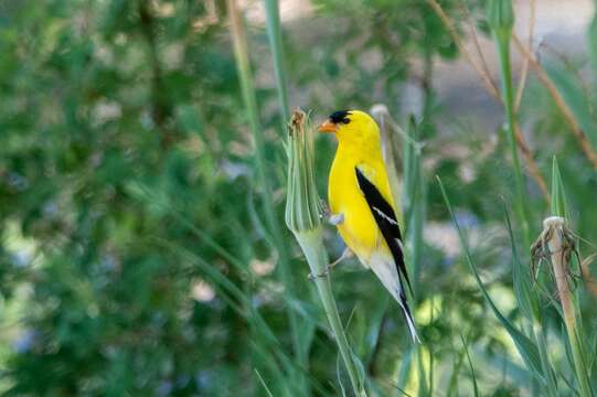 Image of American Goldfinch