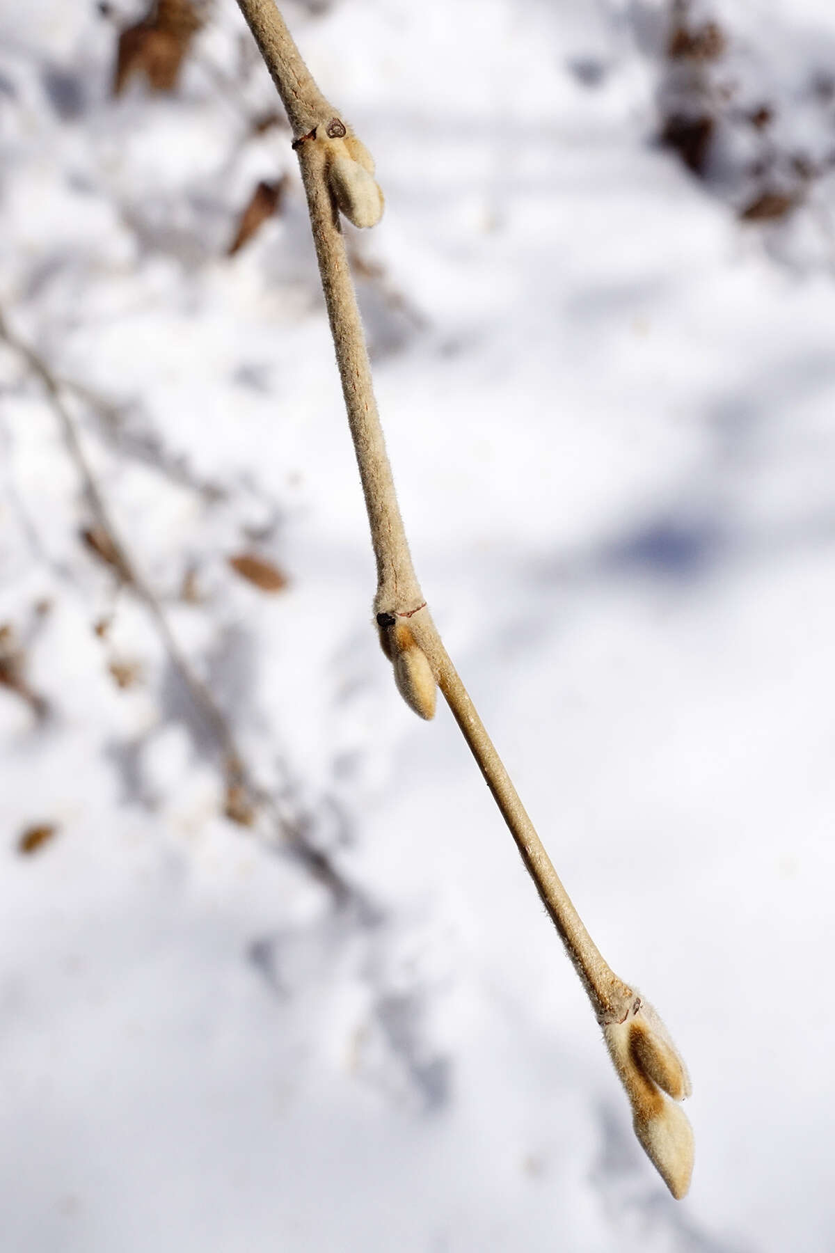 Imagem de Hamamelis mollis Oliv.