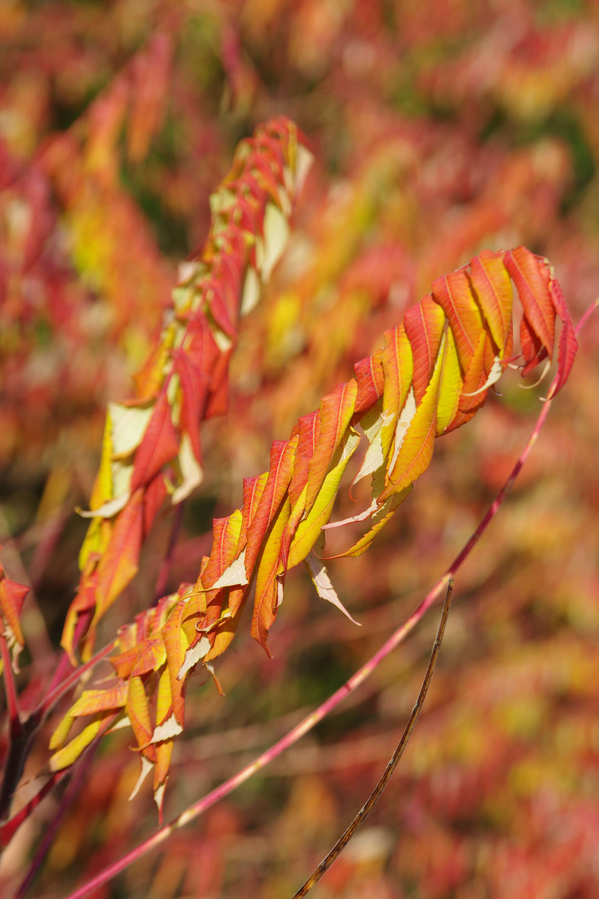 Image of staghorn sumac