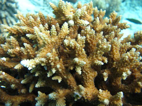 Image of Acropora latistella (Brook 1892)