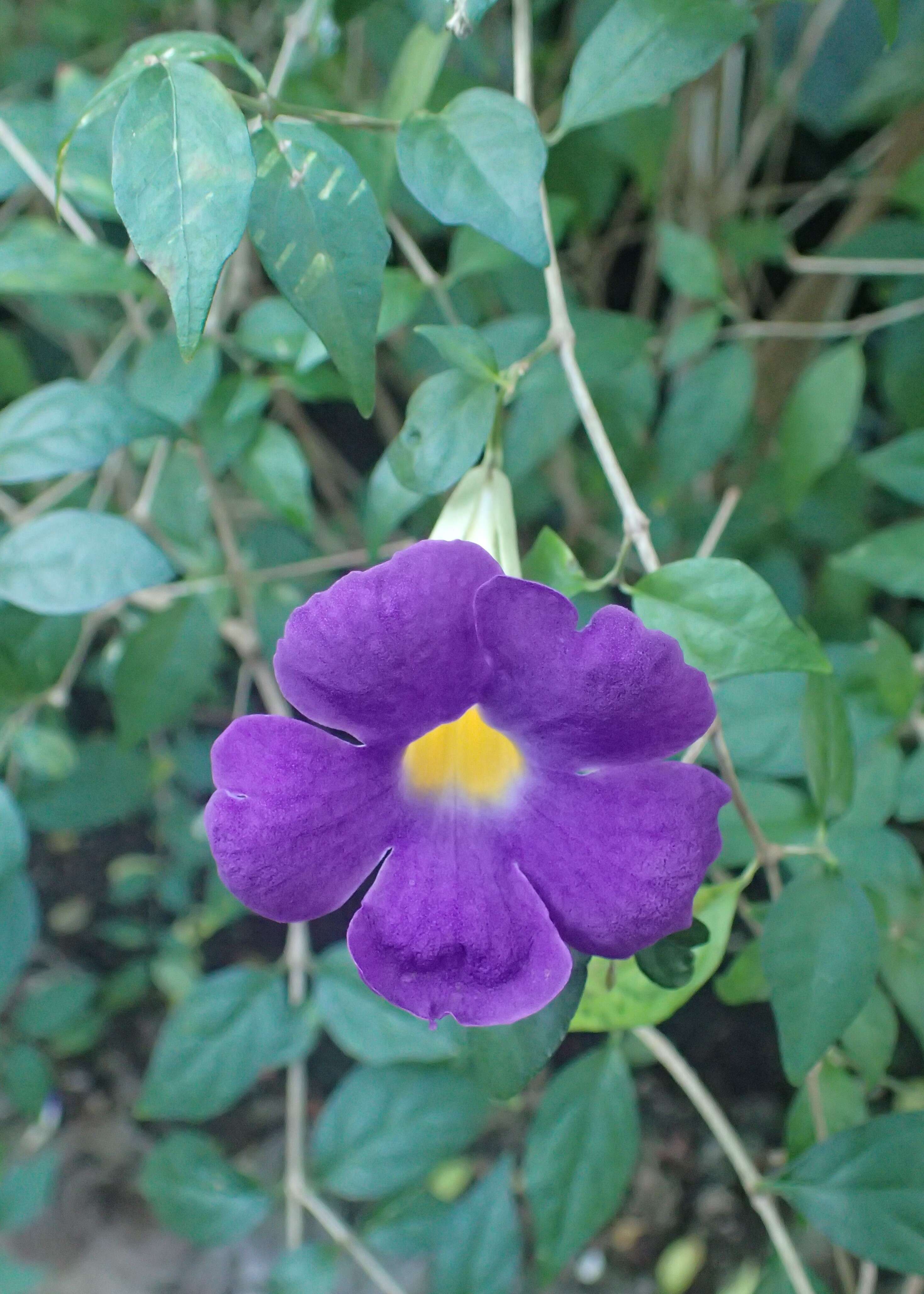 Image de Thunbergia erecta (Benth.) T. Anders.