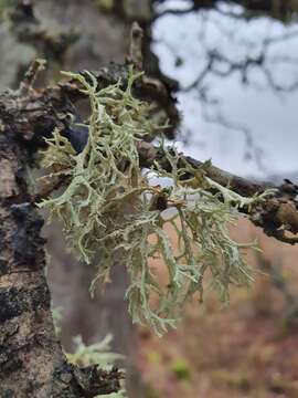 Image of ring lichen