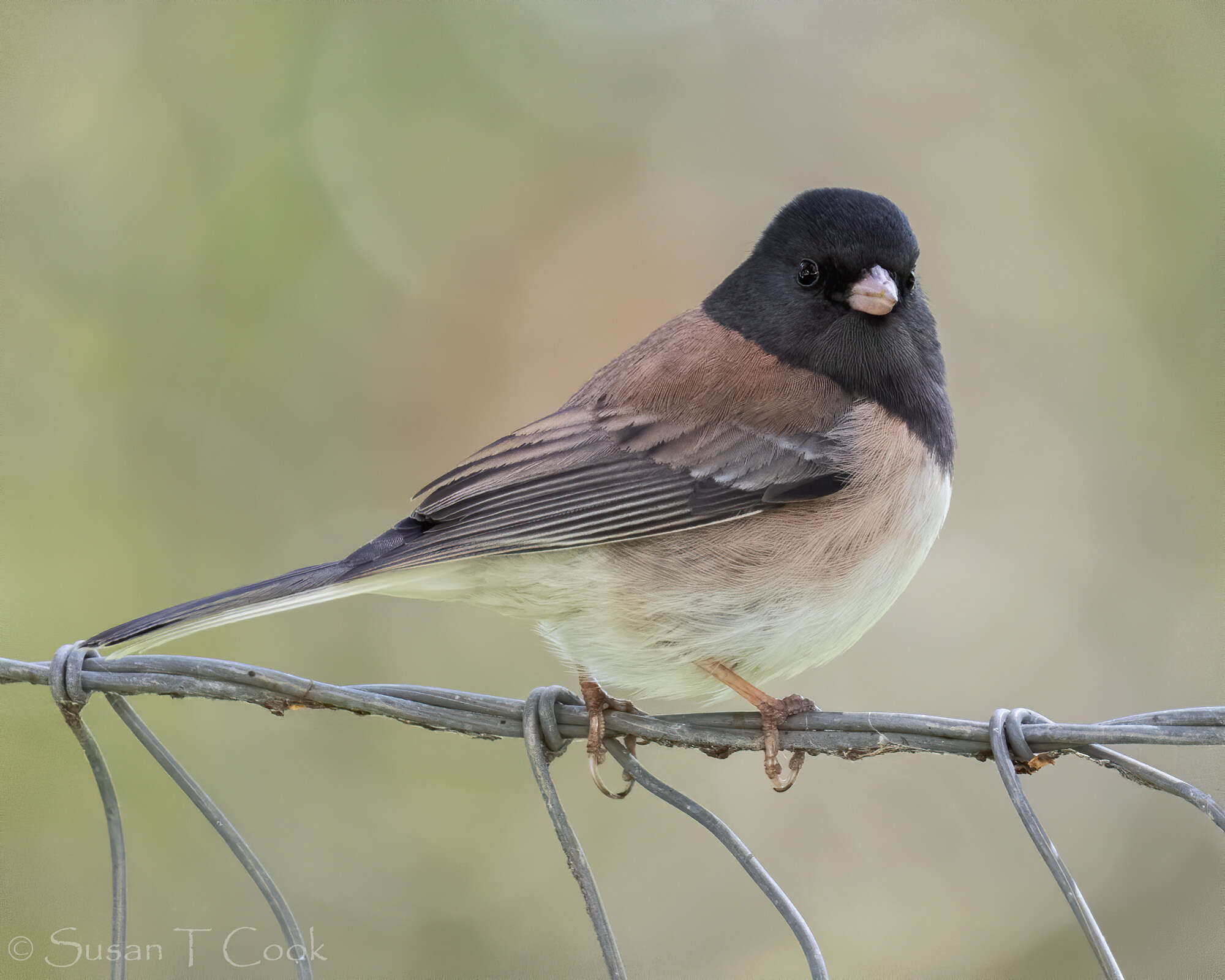 Image of juncos