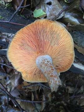 Image of Red Pine Mushroom