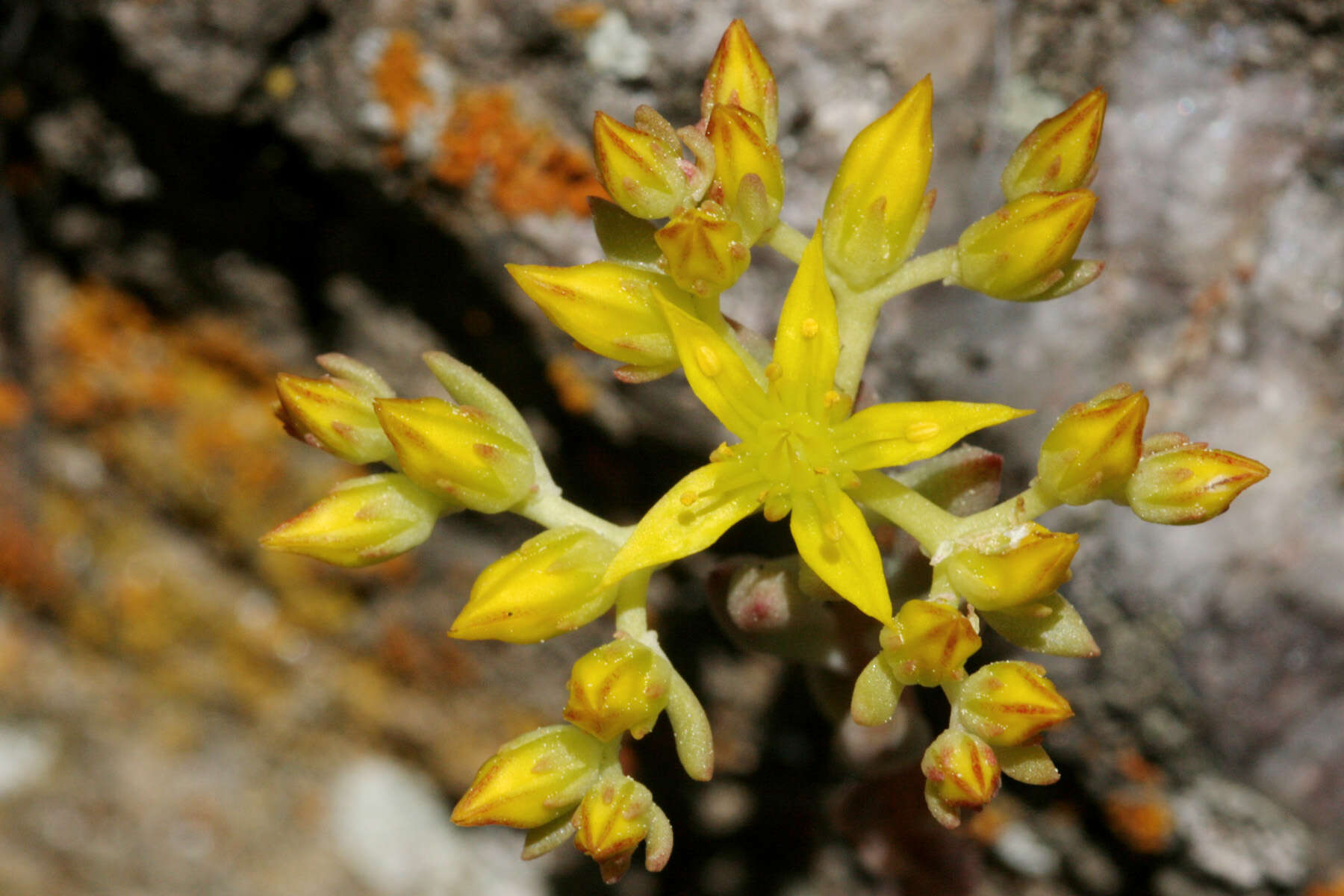 Image de Sedum lanceolatum Torr.