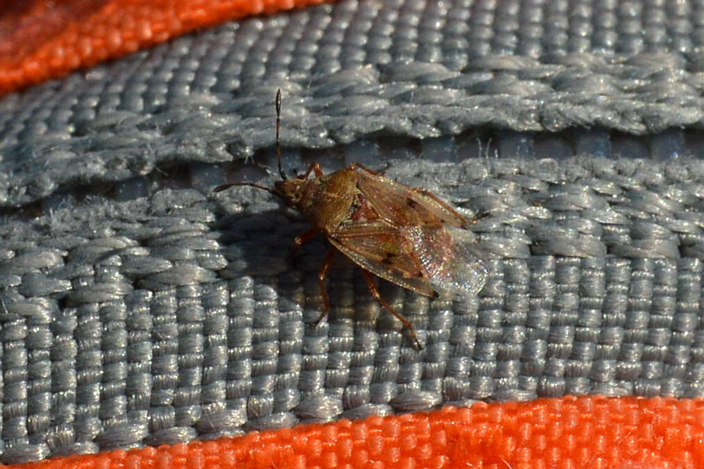 Image of Birch Catkin Bug