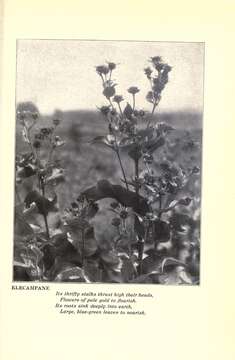 Image of Elecampane