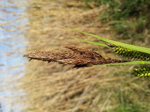 Image of Greater Pond-Sedge