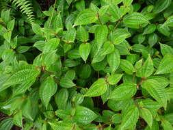 Image of soapbush