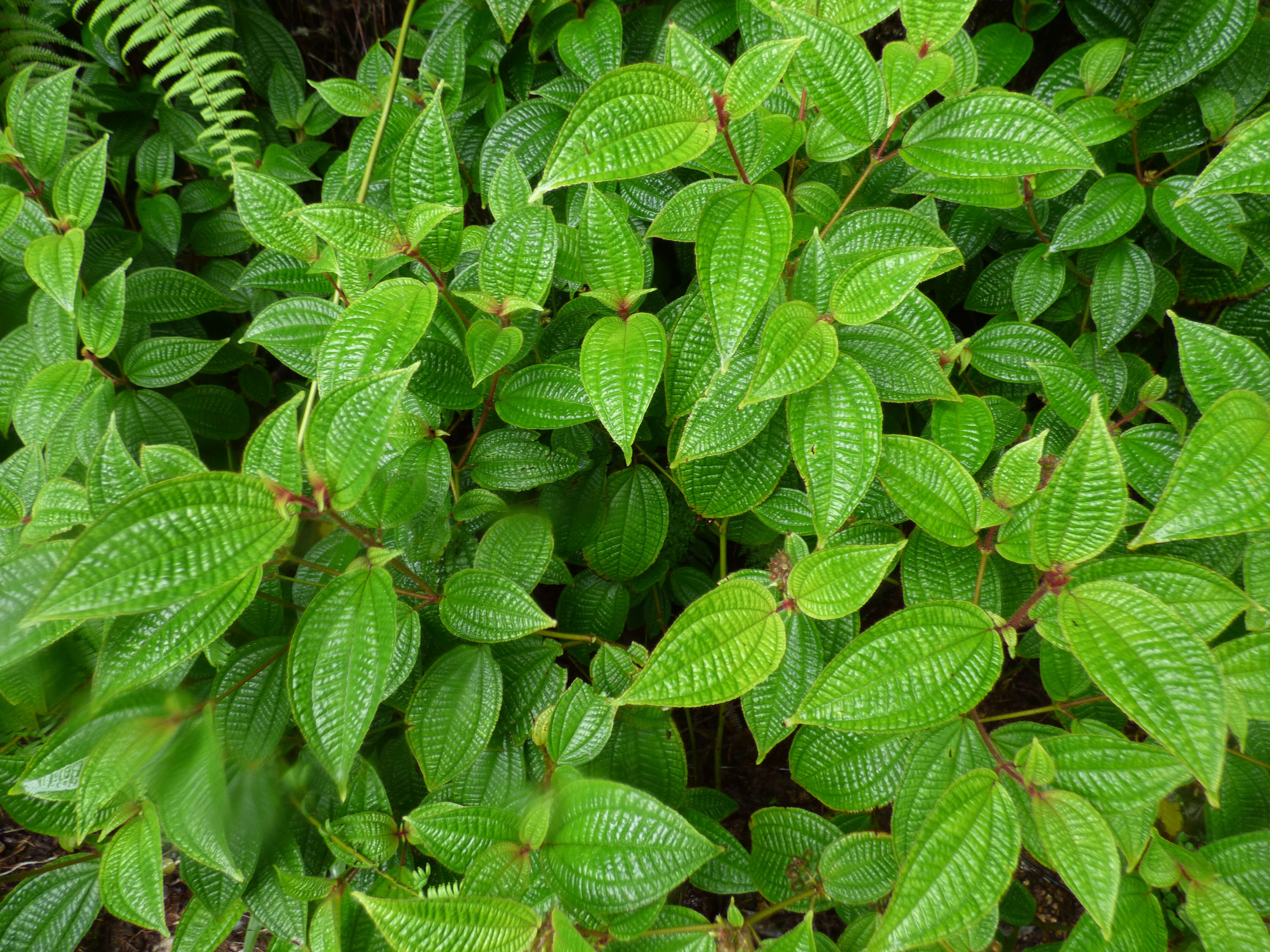 Image of soapbush