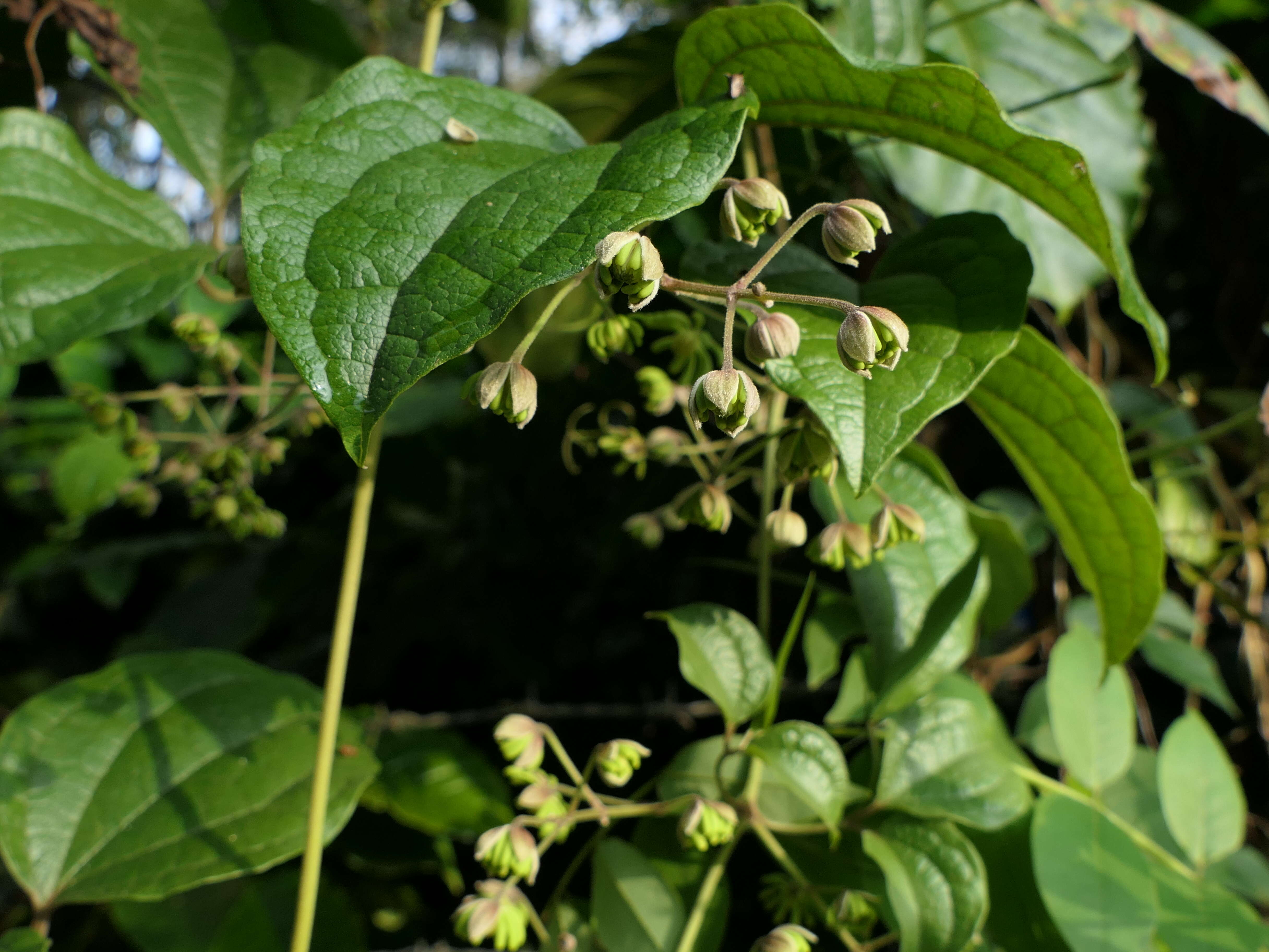 Слика од Clematis zeylanica (L.) Poir.